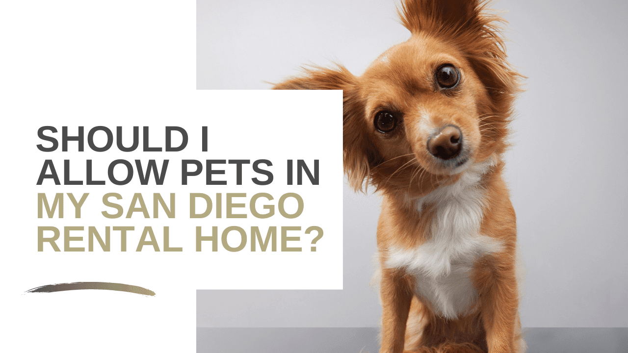 Should I Allow Pets In My San Diego Rental Home? - Article Banner